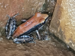 Hydrophylax bahuvistara