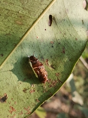 Cupha erymanthis