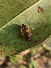 Cupha erymanthis