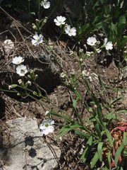 Silene samojedorum