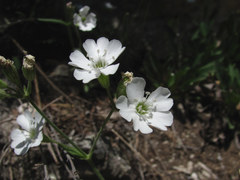 Silene samojedorum