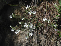 Silene samojedorum