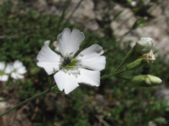 Silene samojedorum
