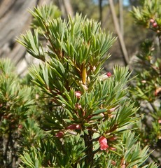 Brachyloma ericoides