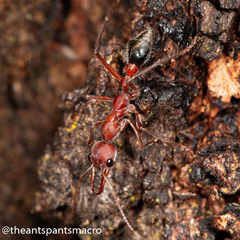 Myrmecia comata