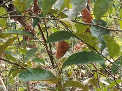 Hypolimnas bolina
