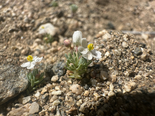 white pygmy-poppy (Canbya candida)