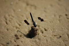 Brachythemis impartita