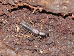 Pinophilus