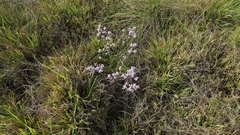 Chaenostoma campanulatum