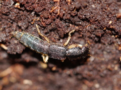 Pinophilus