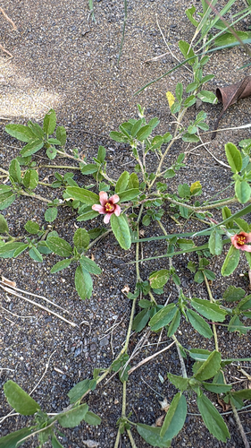 Sida ciliaris observed 2026-03-31