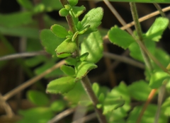 Chaenostoma campanulatum