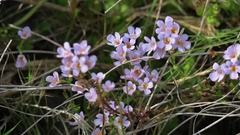 Chaenostoma campanulatum