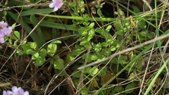 Chaenostoma campanulatum