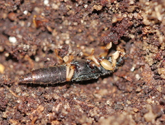 Pinophilus