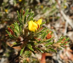 Phyllota remota