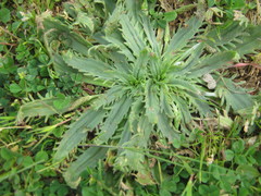 Plantago serraria