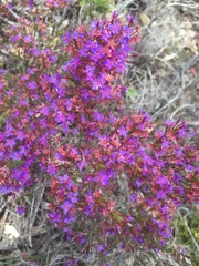Calytrix leschenaultii