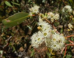 Eucalyptus arenacea