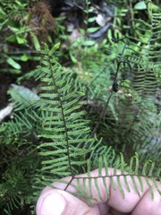 Gleichenia dicarpa