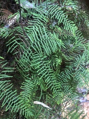 Gleichenia dicarpa