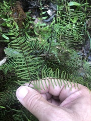 Gleichenia dicarpa