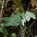 Aleuritopteris krameri - Photo (c) Jacy Chen,  זכויות יוצרים חלקיות (CC BY), הועלה על ידי Jacy Chen