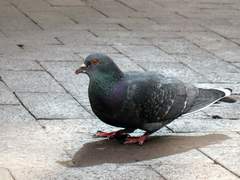 Columba livia