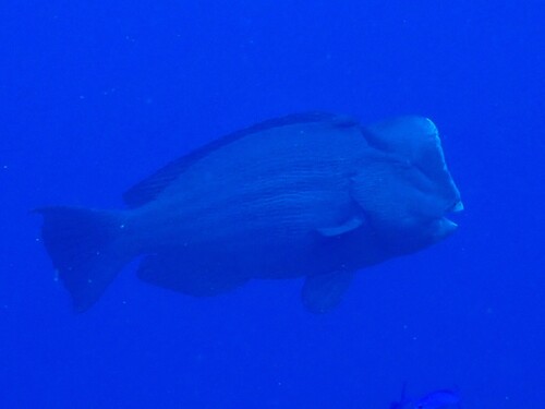 Bumphead Parrotfish