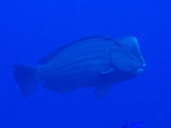 Bumphead Parrotfish