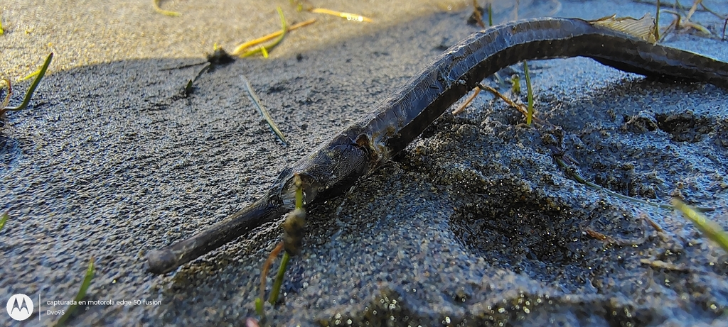 Deep-bodied pipefish (Leptonotus blainvilleanus) — Syngnathidae