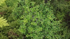 Pomaderris hamiltonii, photograph (c) Chris Parminter, some rights reserved (CC BY)
