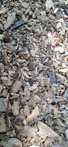 Asian Weaver Ant