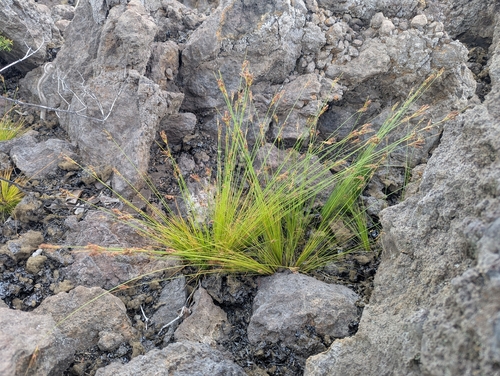Densetuft Hairsedge (Bulbostylis capillaris)