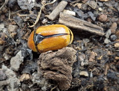 Diaphonia xanthopyga