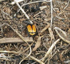 Diaphonia xanthopyga