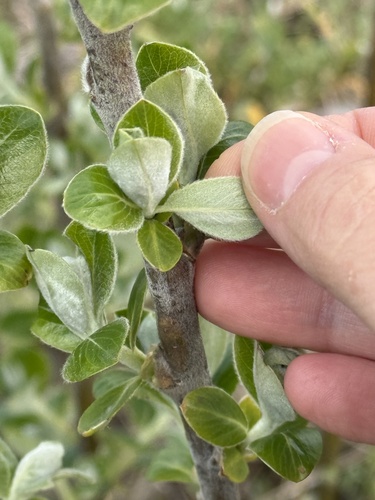 coastal willow (Salix hookeriana)