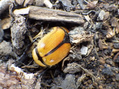 Diaphonia xanthopyga