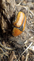 Diaphonia xanthopyga