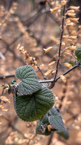 Lindenleaf Sage (Salvia tiliifolia)