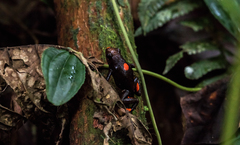 Oophaga histrionica