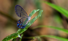 Pseudohaetera hypaesia