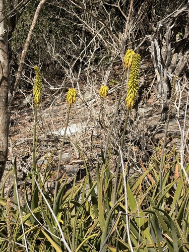 Aloe Vera (Aloe vera)