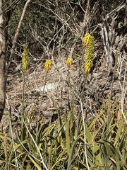 Aloe vera (Aloe vera)