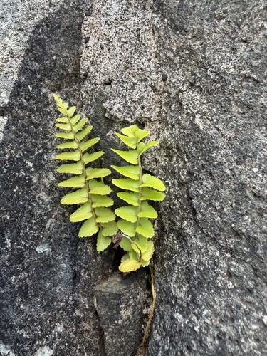 Asian Sword Fern (Nephrolepis brownii)