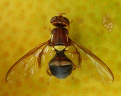 Bactrocera neohumeralis