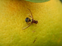 Bactrocera neohumeralis