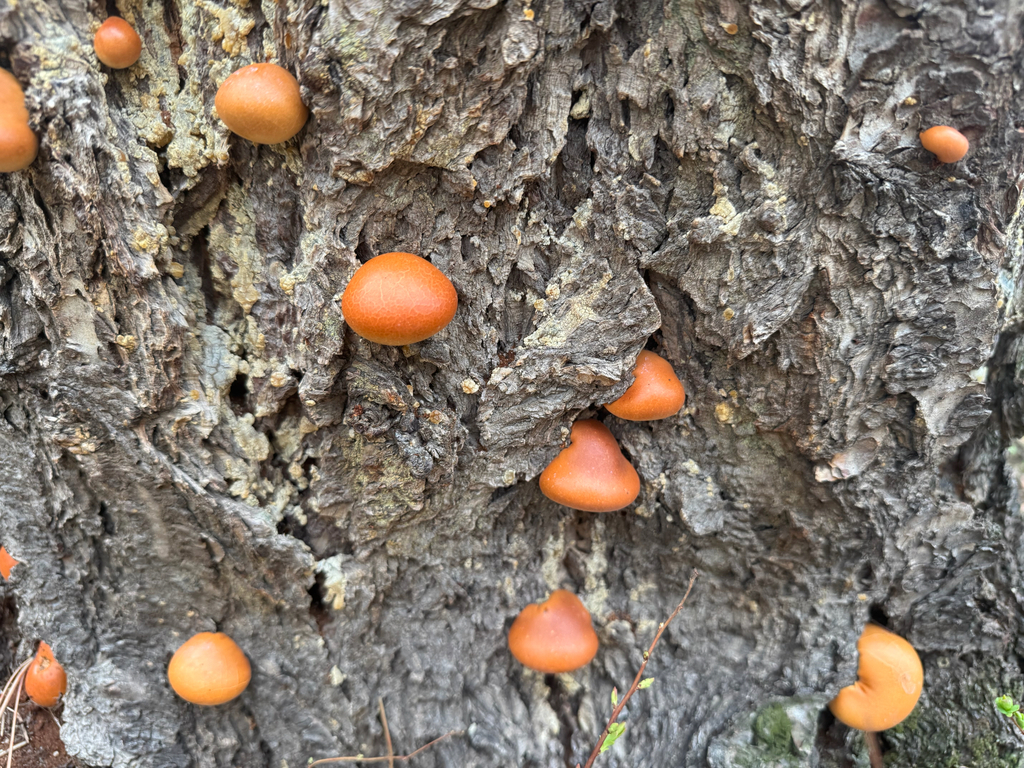 Cryptoporus volvatus · March 2026 · photo: © jasonalexander (iNaturalist, cc-by)