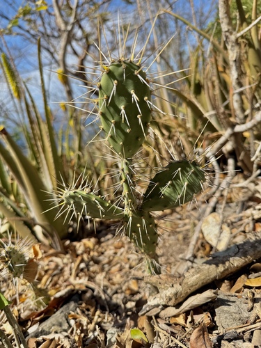 Spanish Lady (Opuntia triacanthos)
